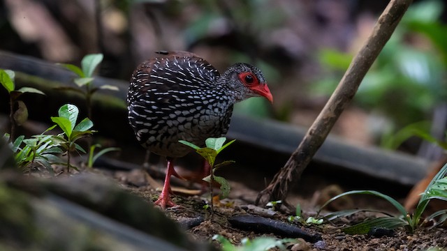 セイロンケズメシャコ Ebird