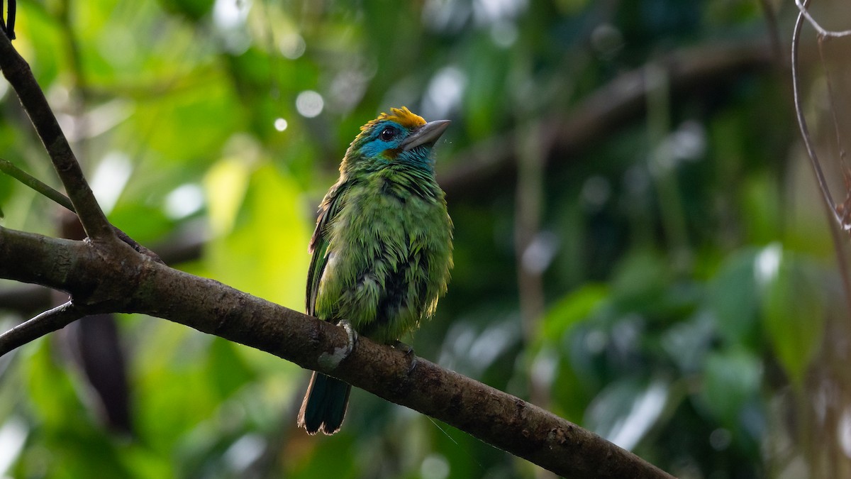 Yellow-fronted Barbet - ML451498041