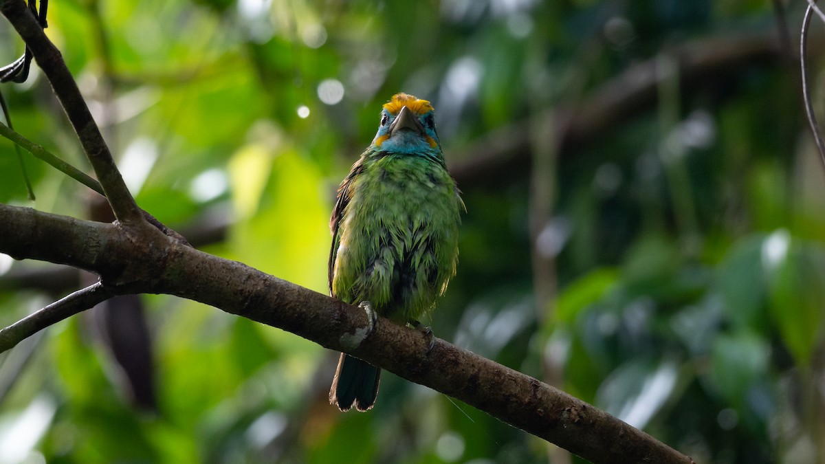 Yellow-fronted Barbet - ML451498091