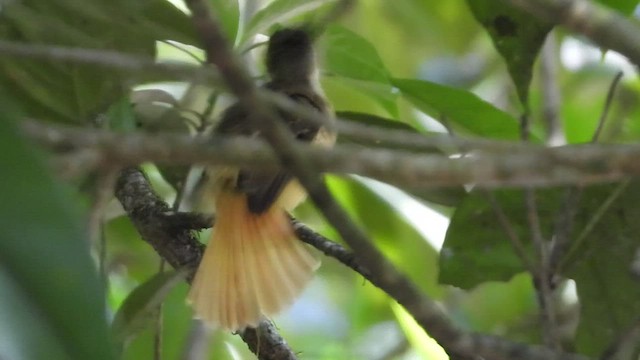 Tropical Royal Flycatcher (Northern) - ML451499471