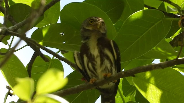 Orta Amerika Serçe Baykuşu - ML451502021