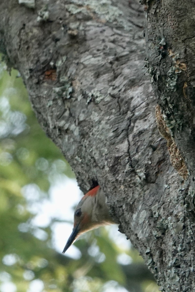 Red-bellied Woodpecker - ML451506421