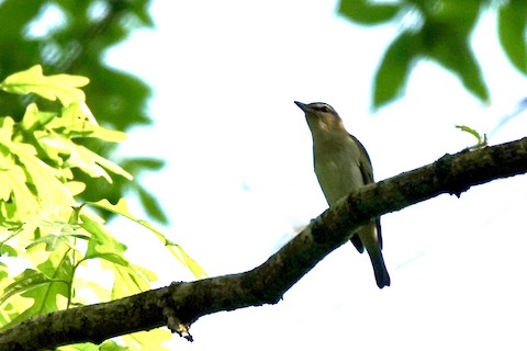 Red-eyed Vireo - Margaret Flinner