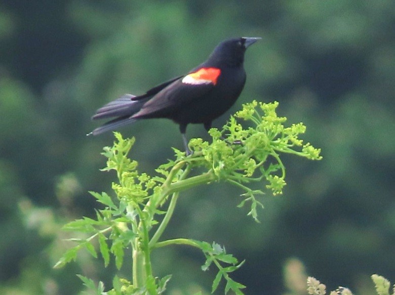 Red-winged Blackbird - Nancy Siegel