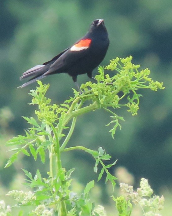 Red-winged Blackbird - Nancy Siegel