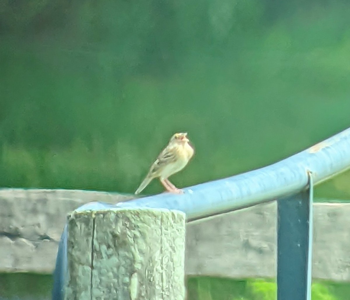 Grasshopper Sparrow - ML451513971