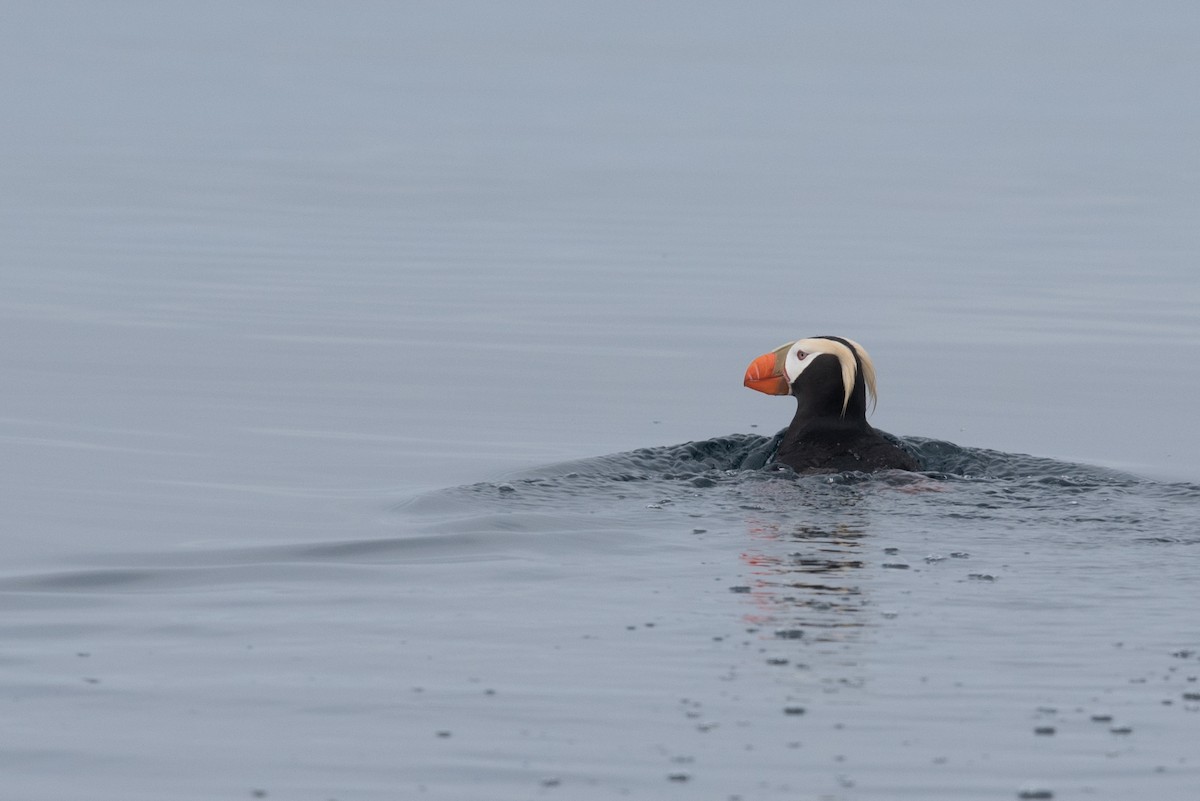 eBird Checklist - 17 May 2022 - Alaska Maritime NWR--Great Sitkin ...