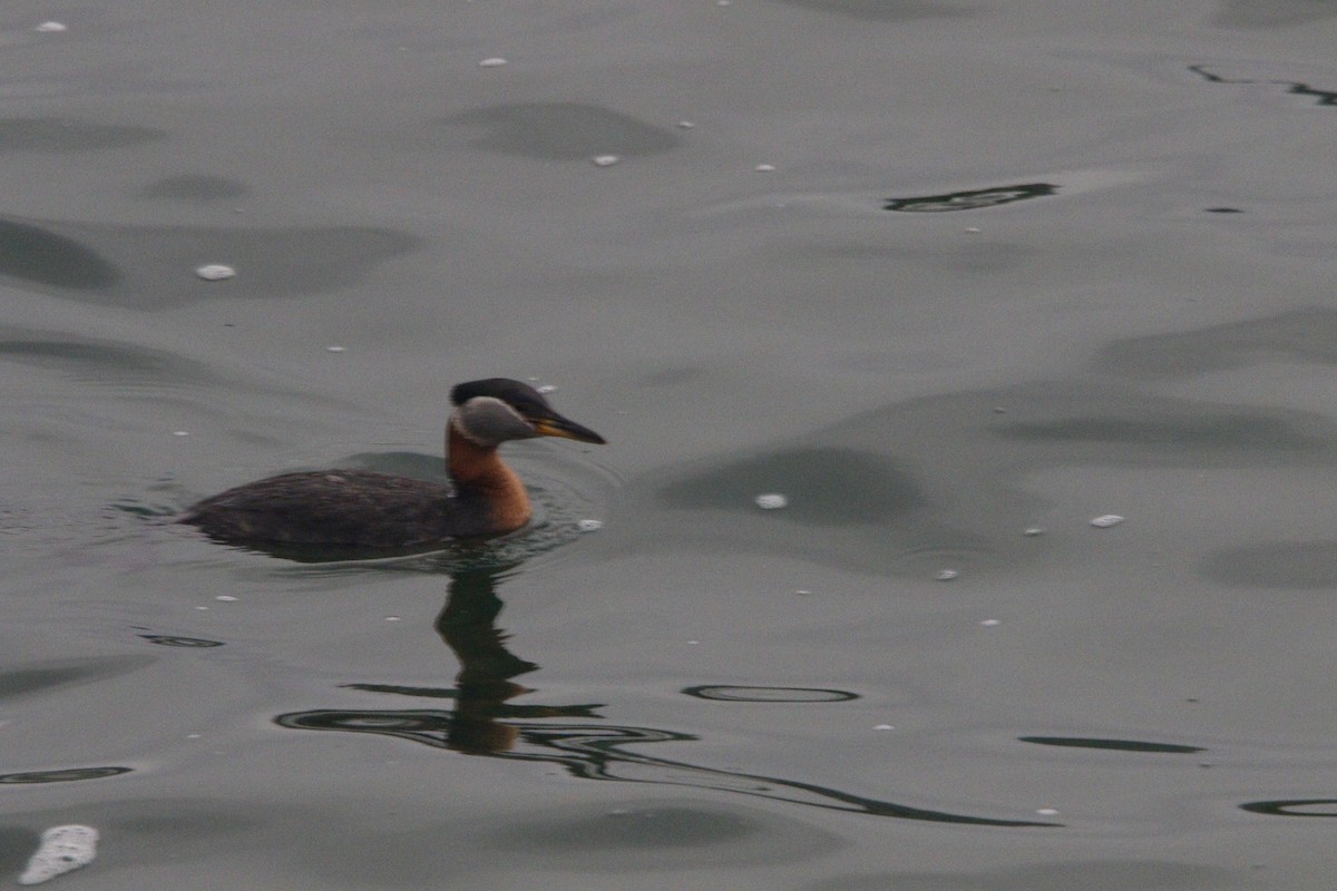 Red-necked Grebe - James Hayes