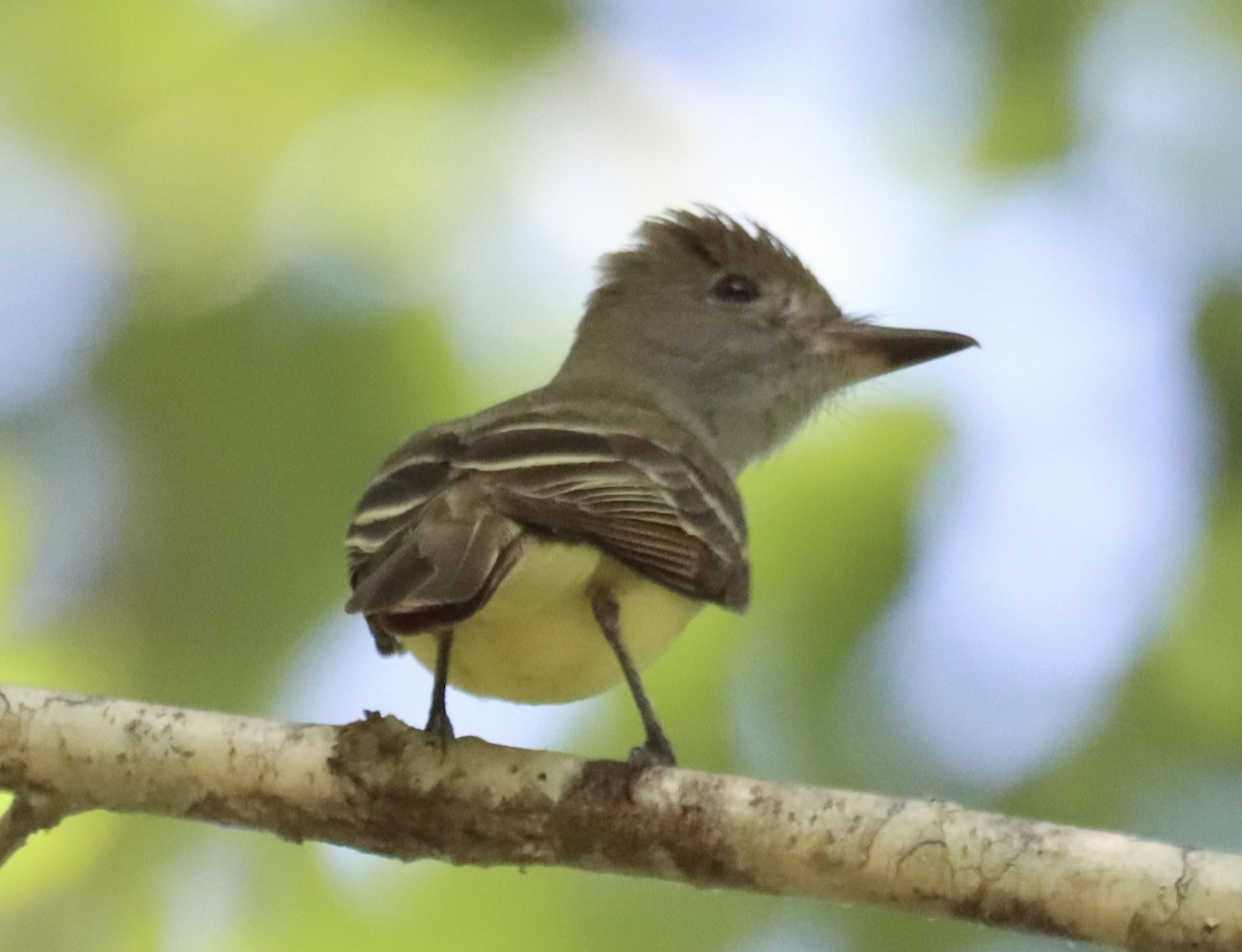 Great Crested Flycatcher - ML451524471