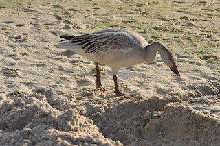 Snow Goose, ML45152611