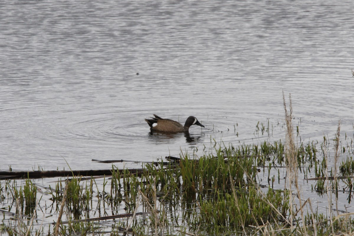 Blue-winged Teal - ML451527551