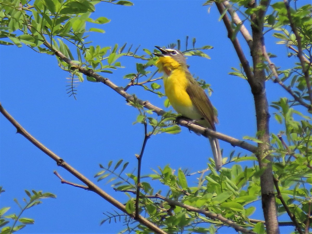 Yellow-breasted Chat - ML451528041