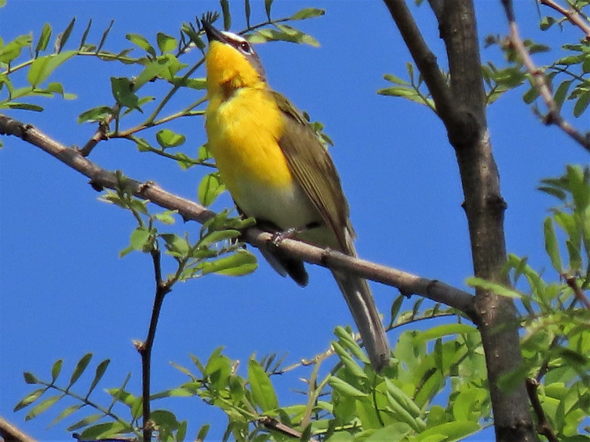 Yellow-breasted Chat - ML451528161