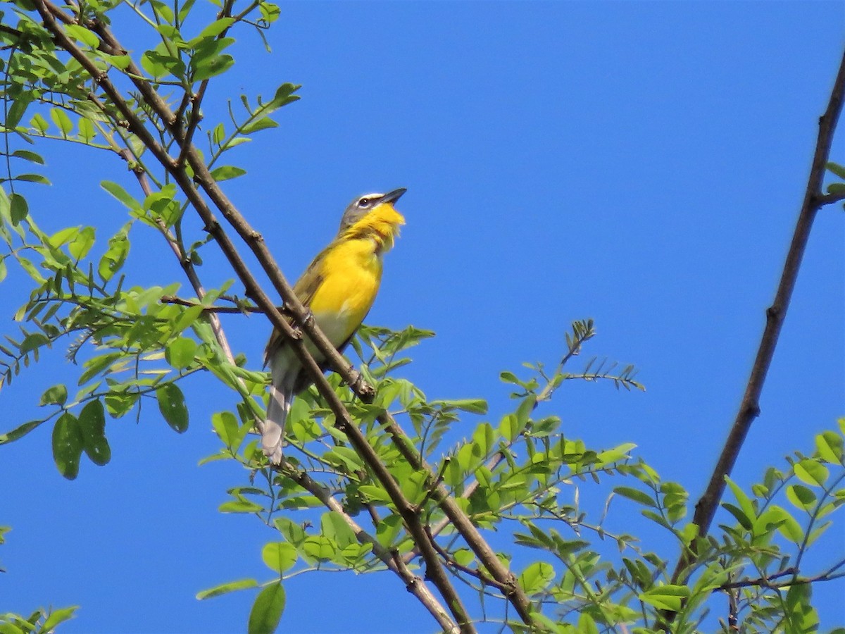 Yellow-breasted Chat - ML451528301