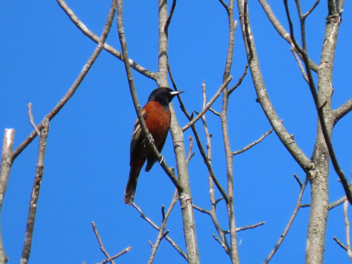 Orchard Oriole - ML451528501