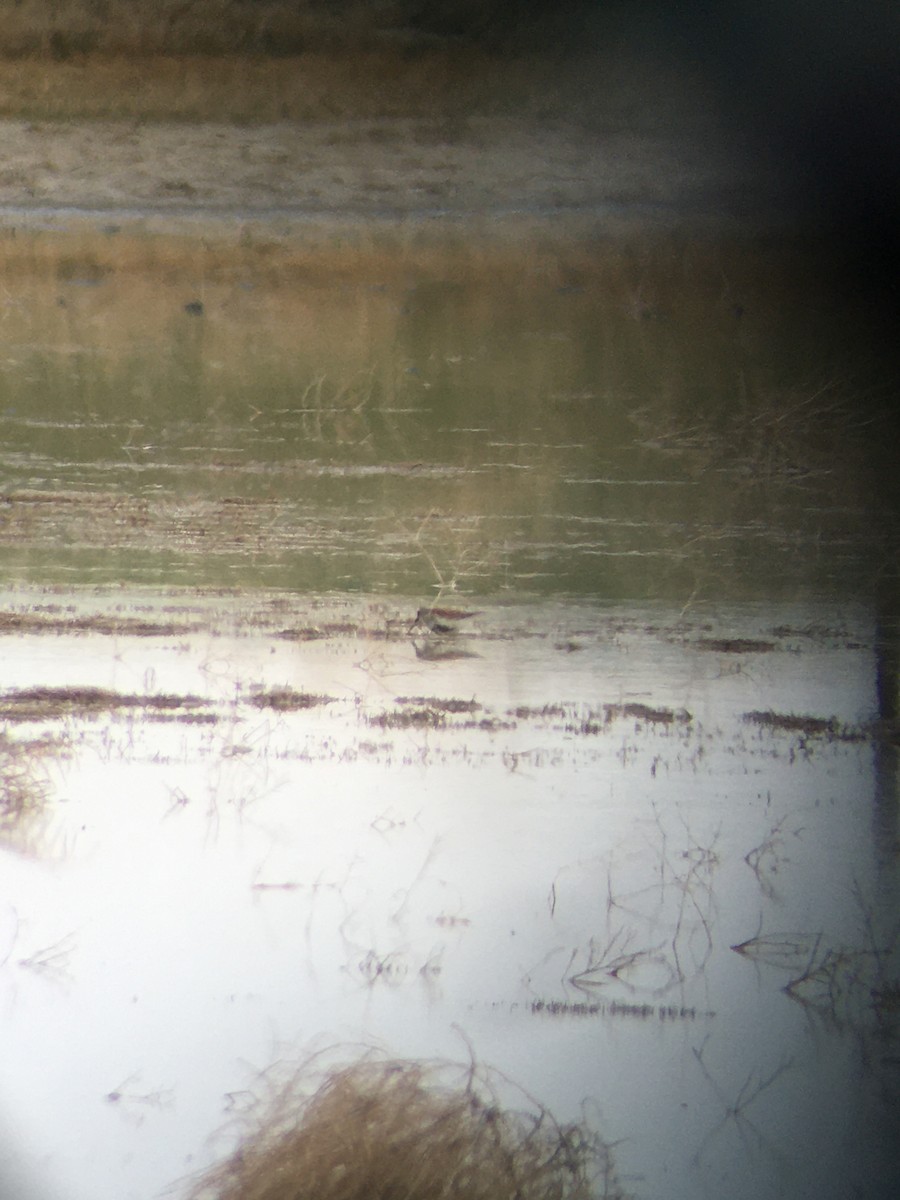 EBird Checklist 21 May 2022 Dunlin Pond 16 Species