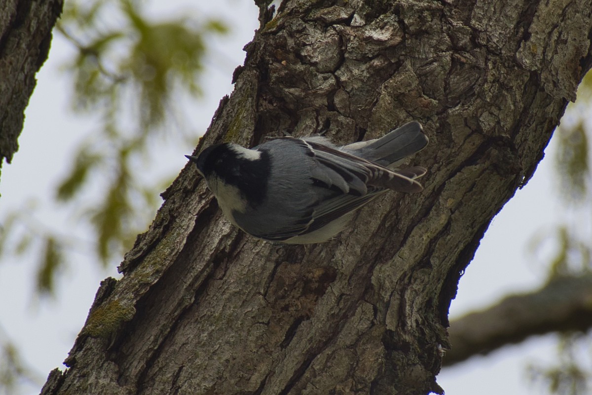 White-breasted Nuthatch - ML451539201