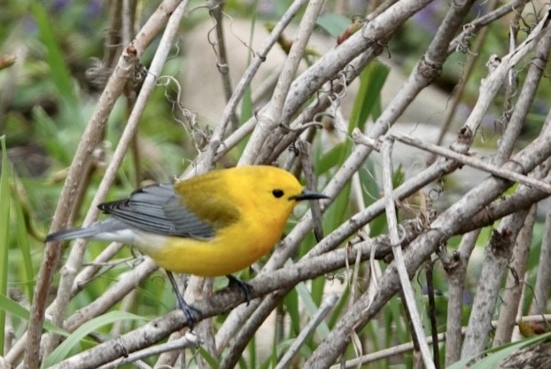 Prothonotary Warbler - ML451541601