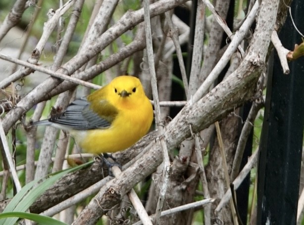 Prothonotary Warbler - ML451541621