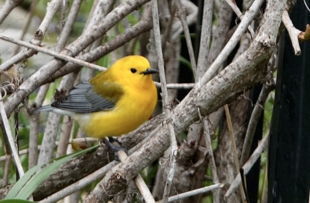 Prothonotary Warbler - ML451541631