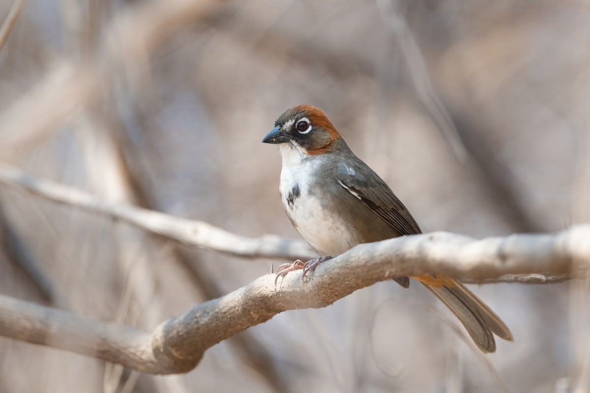 Rusty-crowned Ground-Sparrow - Adam Jackson
