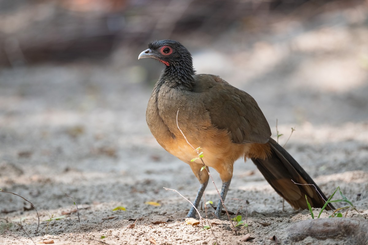 West Mexican Chachalaca - Adam Jackson