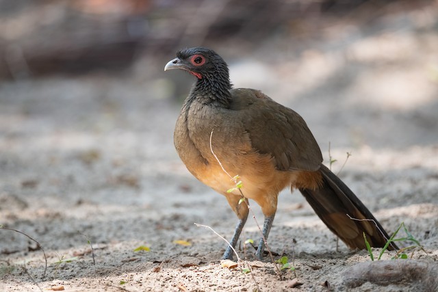 West Mexican Chachalaca