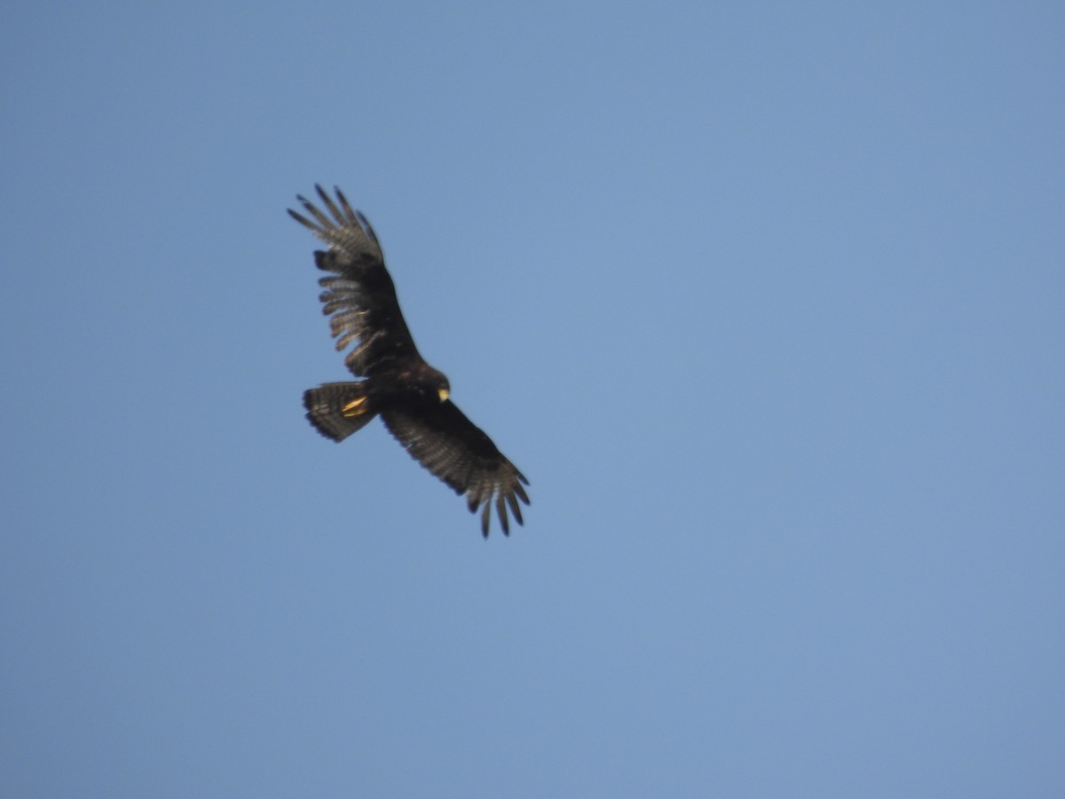 Zone-tailed Hawk - Carlos Mancera (Tuxtla Birding Club)