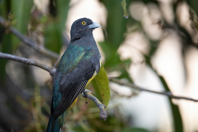 Citreoline Trogon