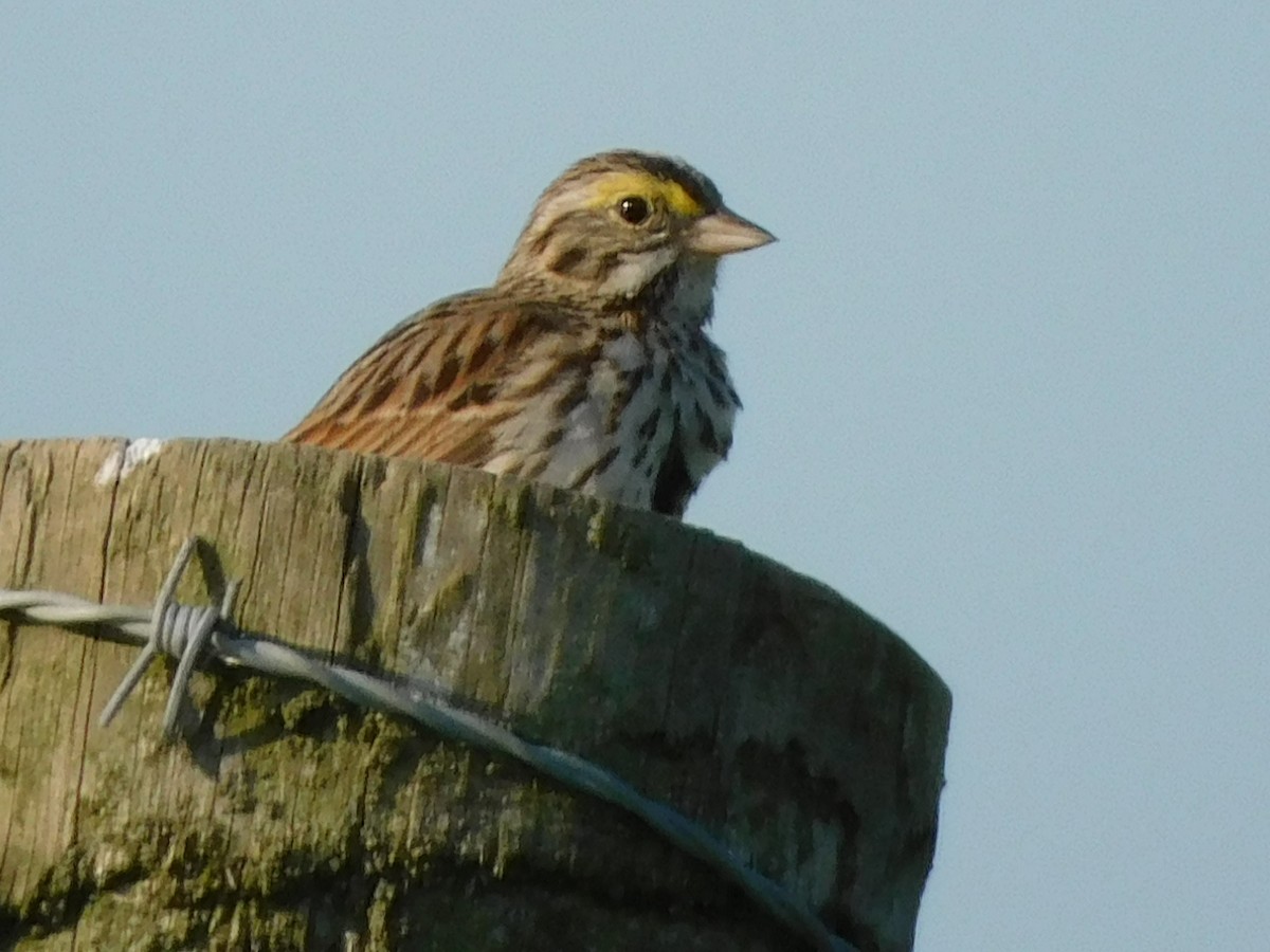 Savannah Sparrow - ML451550991