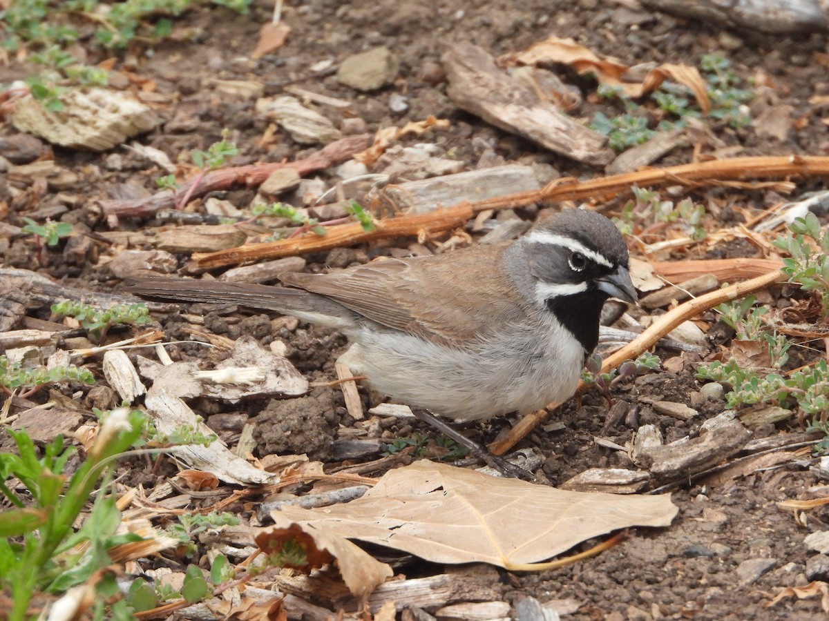 Black-throated Sparrow - ML451555301