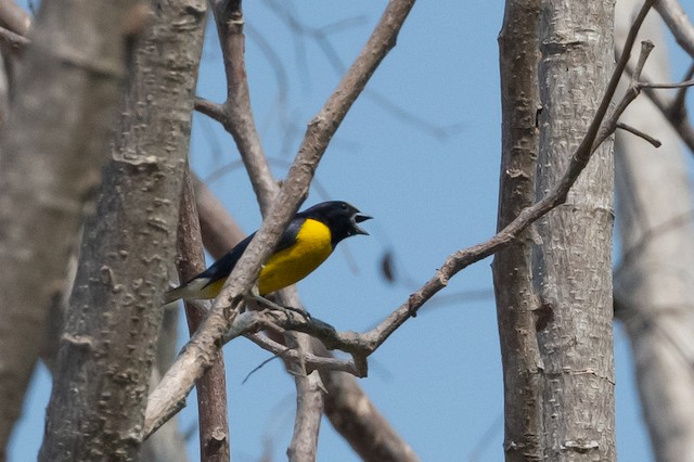 West Mexican Euphonia