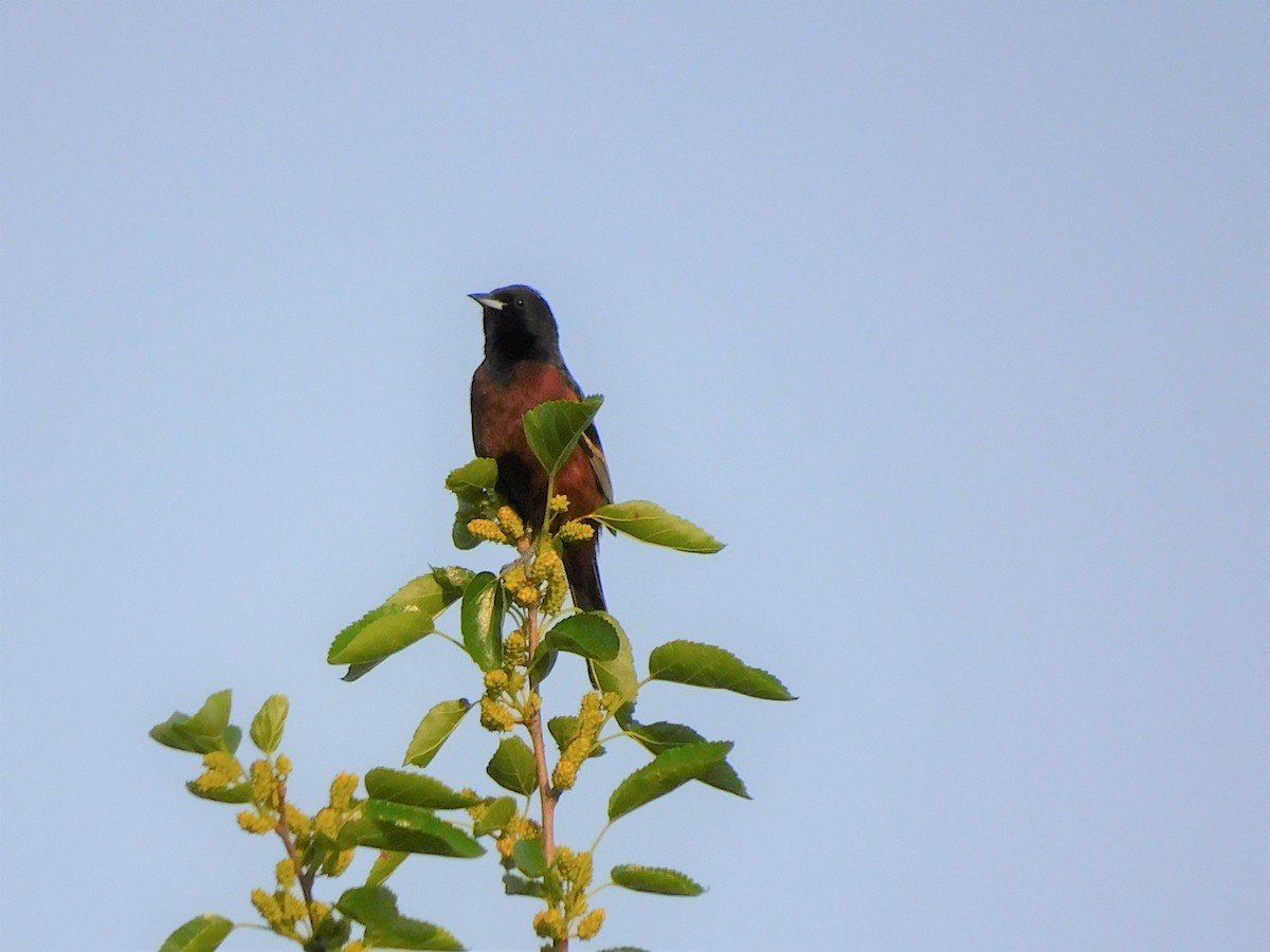 Orchard Oriole - ML451561631