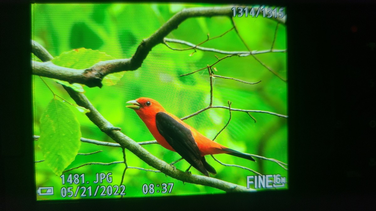 Scarlet Tanager - ML451561881