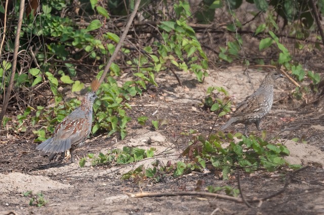 Elegant Quail