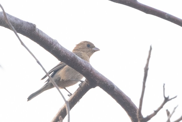 Varied Bunting