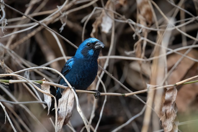 Blue Bunting