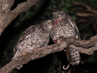  - Powerful Owl