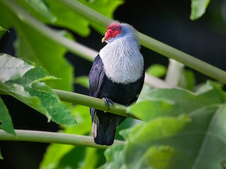  - Seychelles Blue-Pigeon