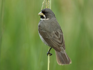  - Double-collared Seedeater