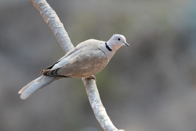 Eurasian Collared-Dove