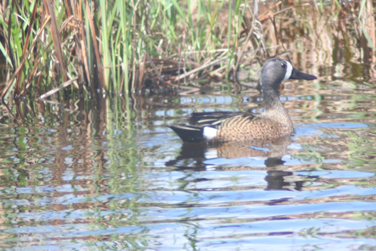 Blue-winged Teal - ML451583981