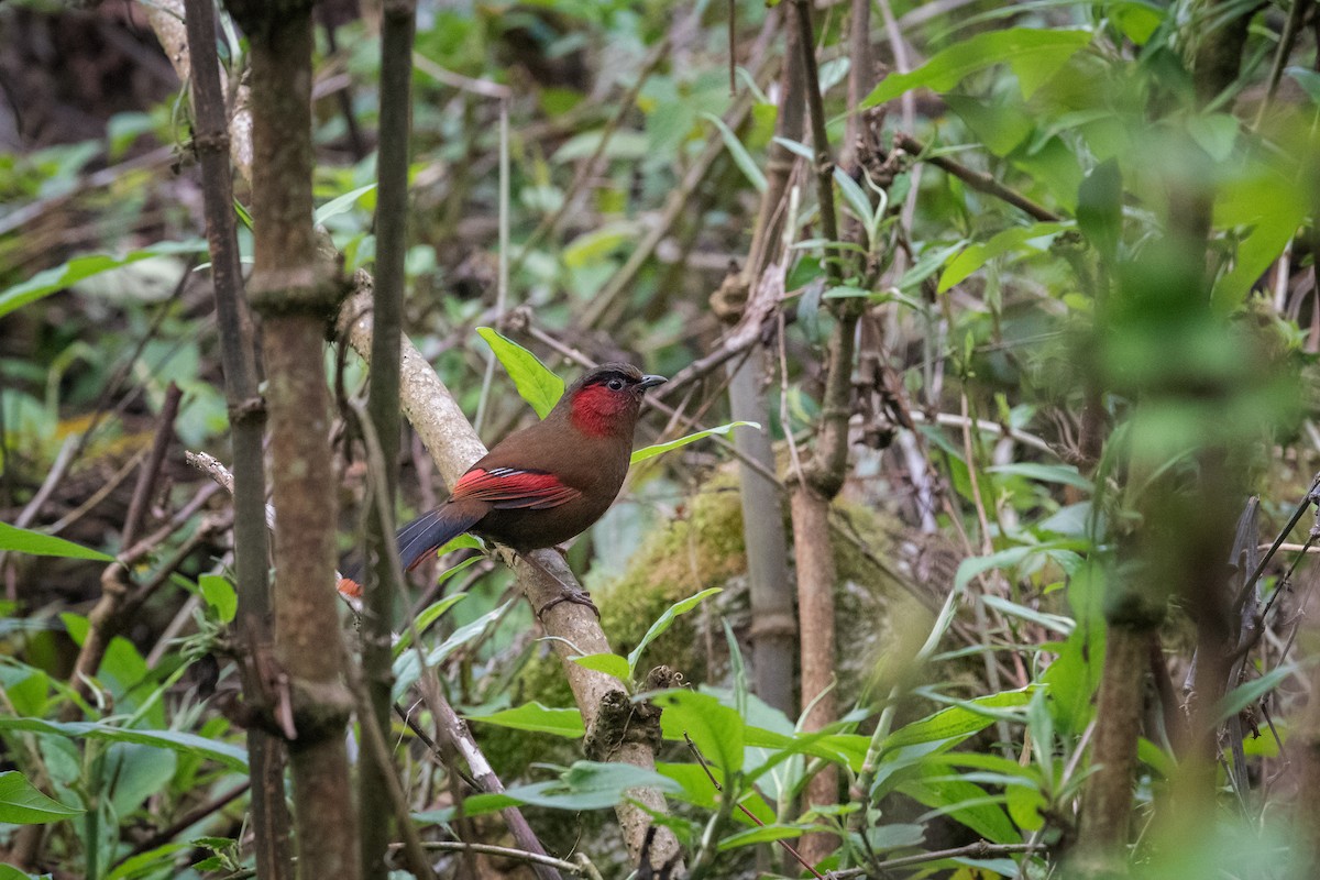 Red-faced Liocichla - ML451585071