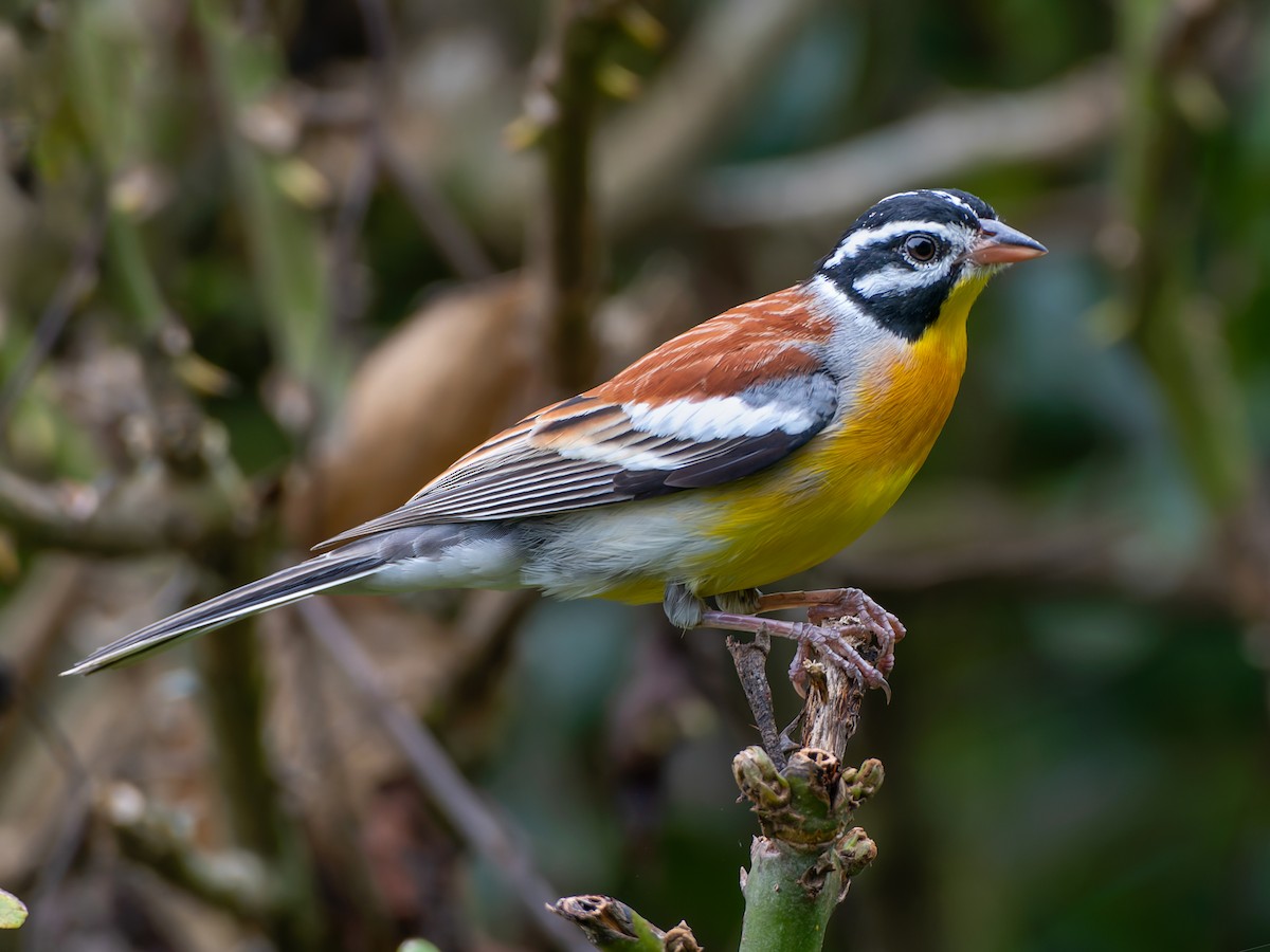 golden-breasted-bunting-emberiza-flaviventris-birds-of-the-world