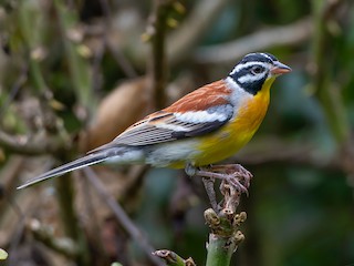  - Golden-breasted Bunting
