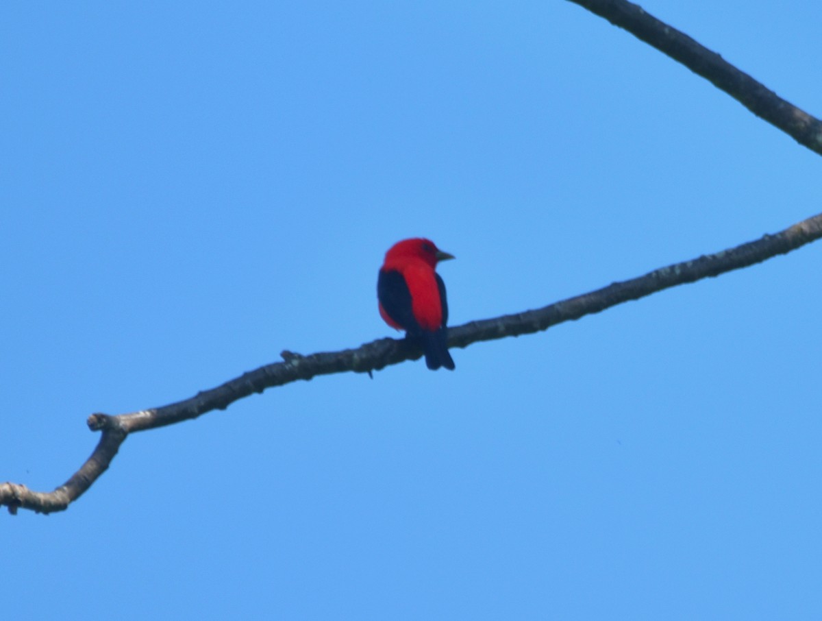 Scarlet Tanager - ML451585181