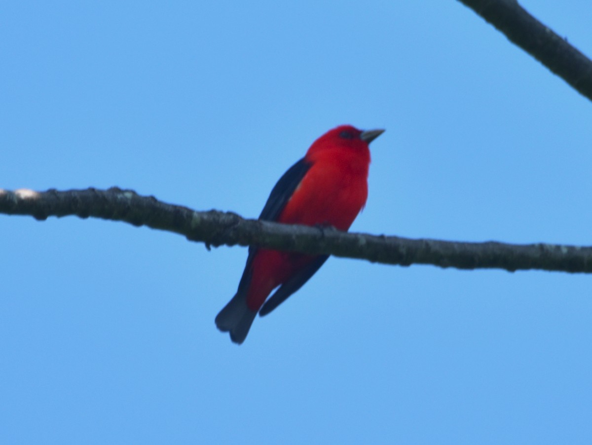 Scarlet Tanager - ML451585291