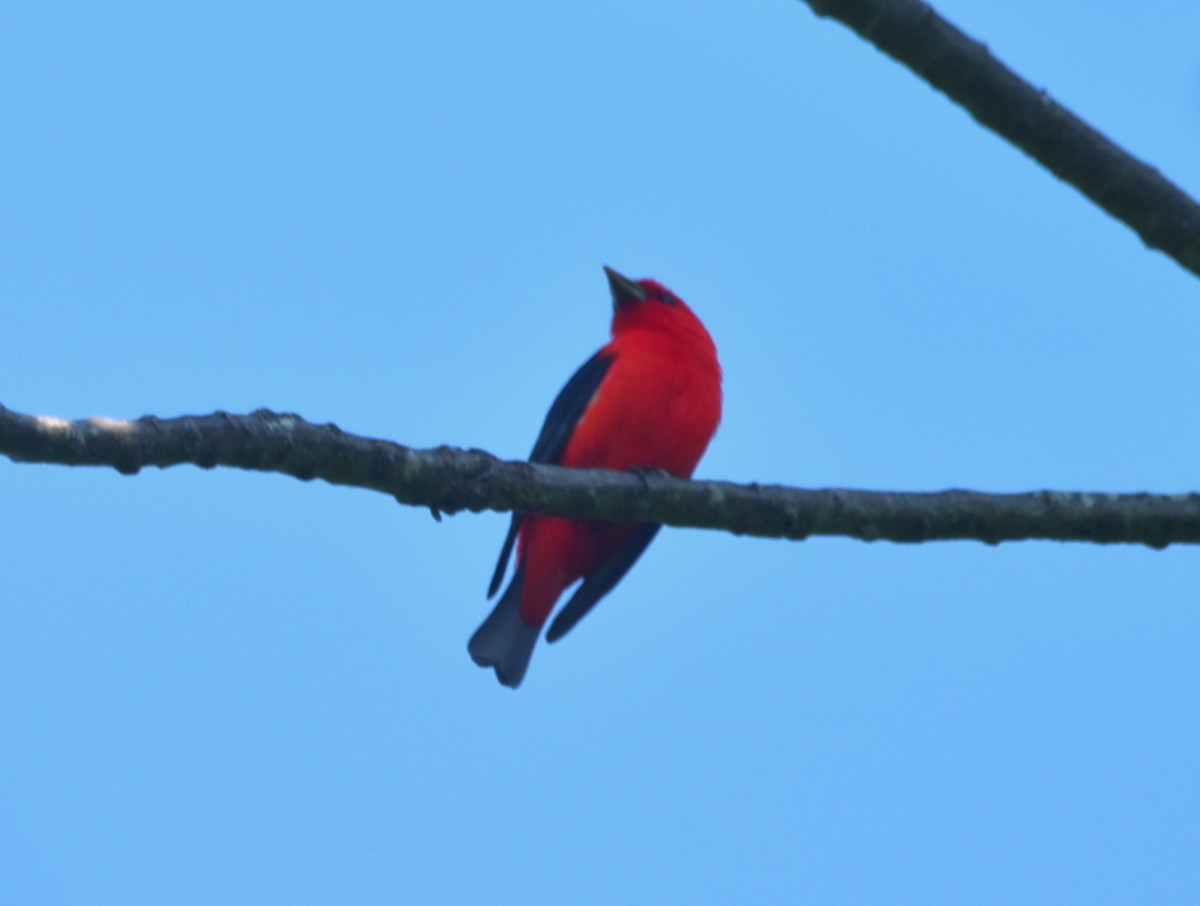 Scarlet Tanager - ML451585341