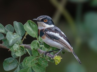  - Pygmy Batis