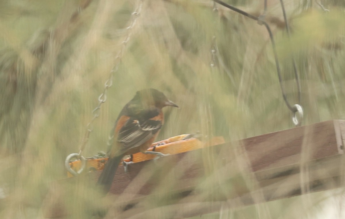 Orchard Oriole (Orchard) - ML451587291